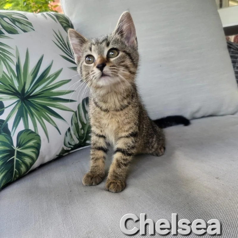 A baby small-sized female Gray / Blue / Silver Domestic Short Hair cat named Chelsea for adoption in Woodstock, VA