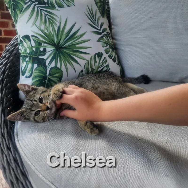 Chelsea thumbnail 2
