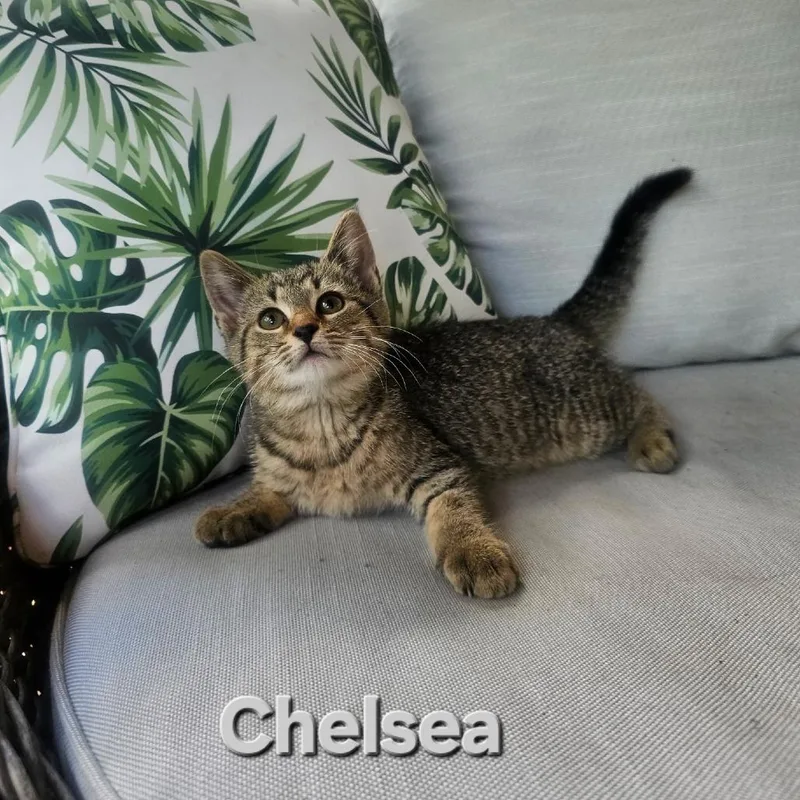 Chelsea thumbnail 6