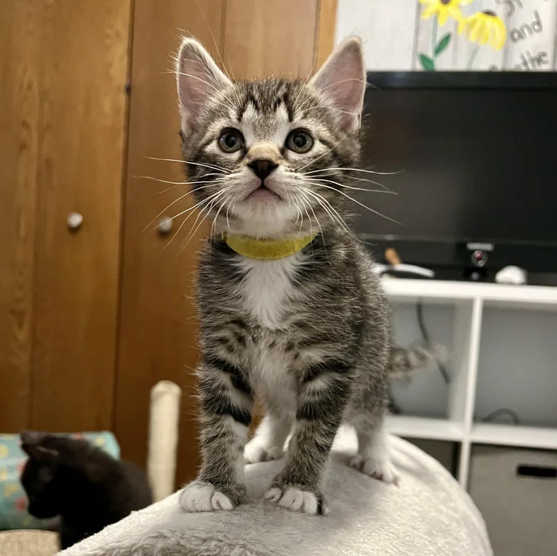 A baby medium-sized female Tabby (Brown / Chocolate) Domestic Short Hair cat named Finley for adoption in Jamestown, ND