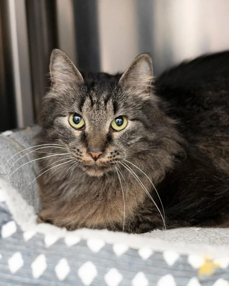 A young medium-sized male Domestic Medium Hair cat named Lou for adoption in Boone, IA