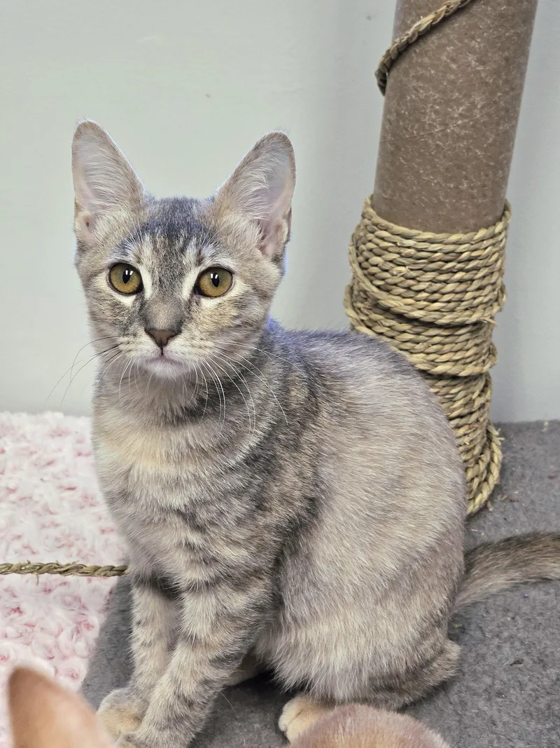 A baby small-sized female Domestic Short Hair cat named Lily for adoption in Locust Grove, GA