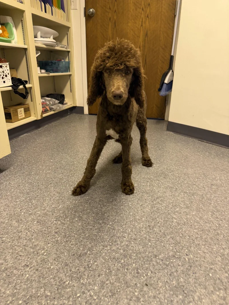 A young large-sized male Standard Poodle dog named Chip for adoption in Steeleville, IL