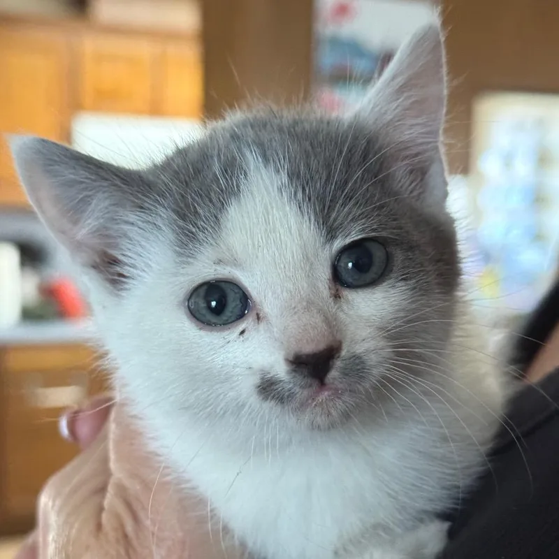 A baby small-sized female Gray / Blue / Silver Domestic Short Hair cat named Latte for adoption in Santa Barbara, CA