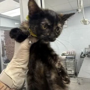 A baby small-sized female Black Domestic Short Hair cat named Toot for adoption in Novelty, OH