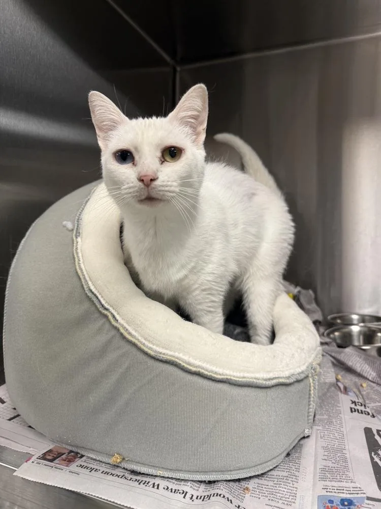 An adult medium-sized female White Domestic Short Hair cat named Toshi for adoption in Albany, WI