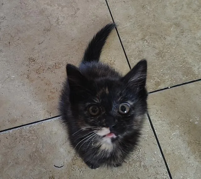 Vivian