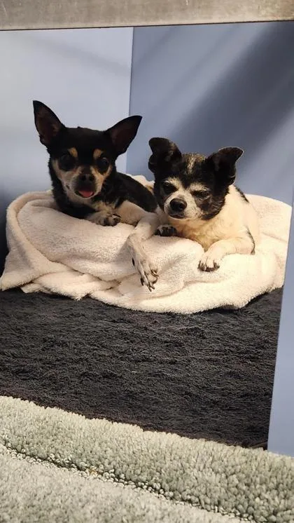 A senior small-sized male Chihuahua dog named Poncho for adoption in Blountville, TN