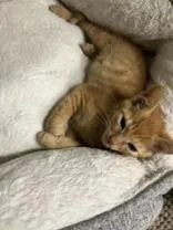 A baby medium-sized male American Shorthair cat named Bartholomew for adoption in Cashiers, NC