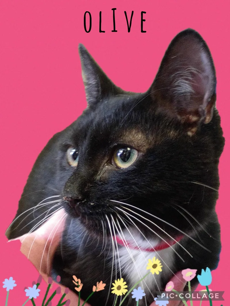 A young small-sized female Tuxedo cat named Olive for adoption in Muncie, IN