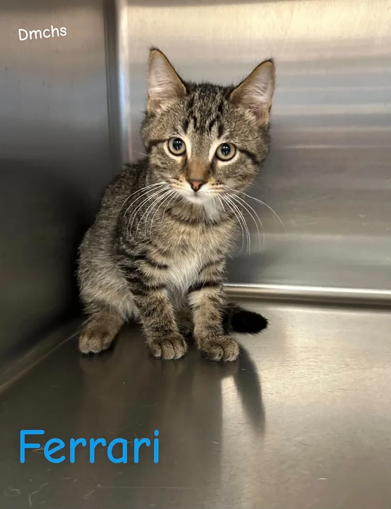 A baby small-sized male Tabby (Brown / Chocolate) Domestic Short Hair cat named Ferrari for adoption in Burlington, IA