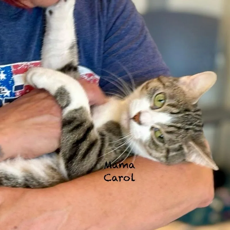 Mama Carol thumbnail 2