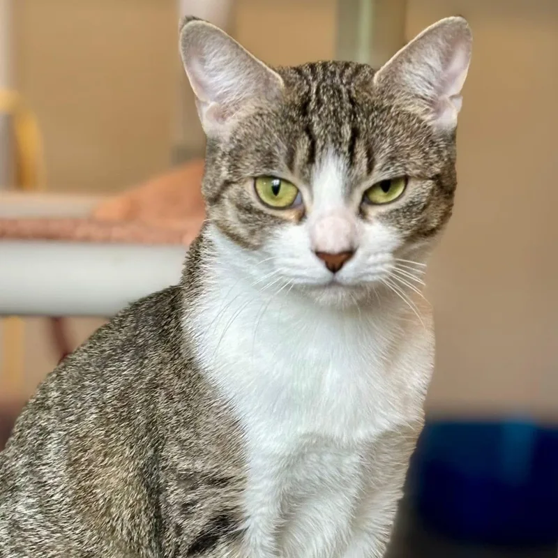 Mama Carol thumbnail 3