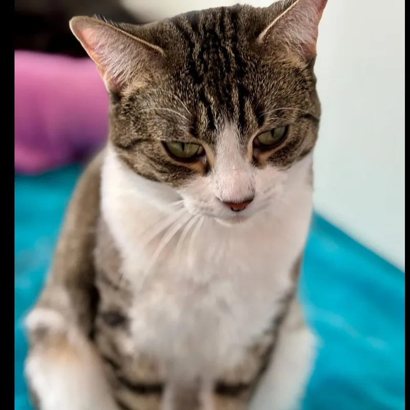 Mama Carol thumbnail 5