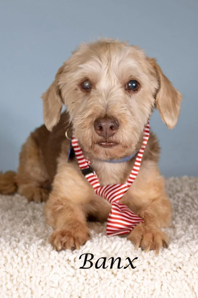 A senior small-sized male Yorkshire Terrier dog named Banx for adoption in Gilbert, AZ