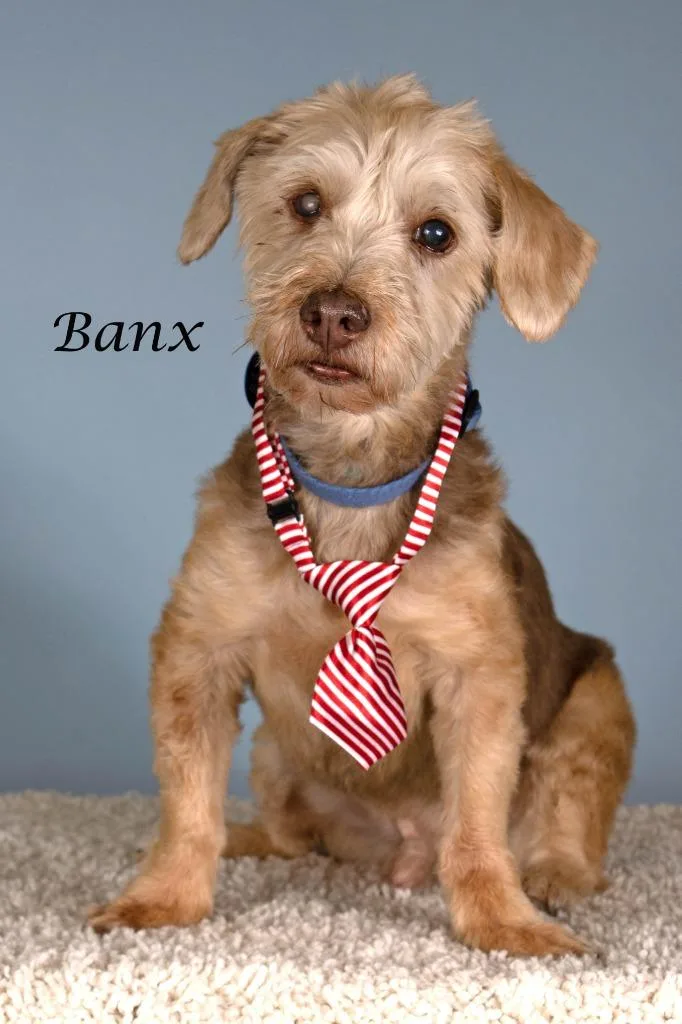 Banx thumbnail 2