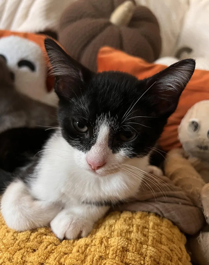 A baby large-sized male Domestic Short Hair cat named Dustin for adoption in Greenville, IL