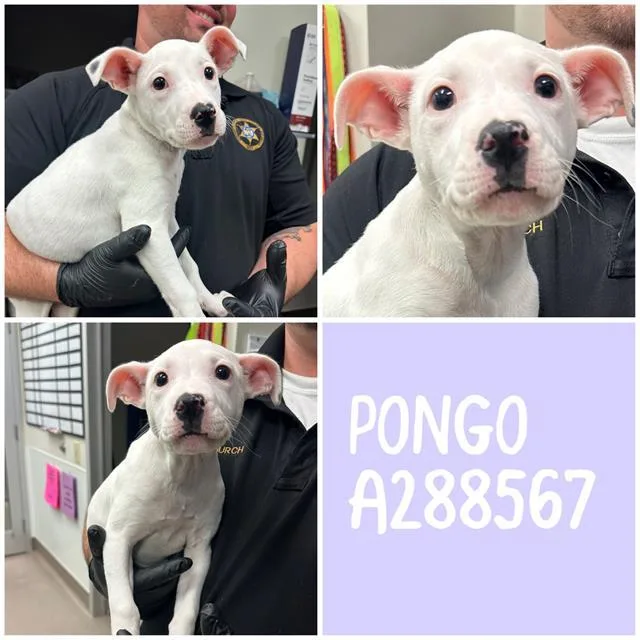 A baby small-sized female Mixed Breed dog named Pongo for adoption in Macon, GA
