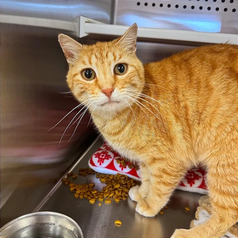 An adult small-sized male Orange / Red Domestic Short Hair cat named Melvin for adoption in Hannibal, MO