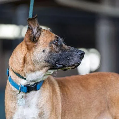 An adult large-sized male Mixed Breed dog named Denny`s for adoption in Honolulu, HI