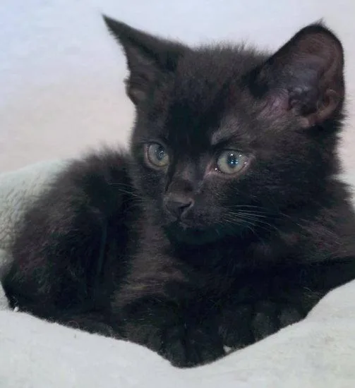 A baby large-sized male Black Domestic Short Hair cat named Panther for adoption in Anaheim Hills, CA