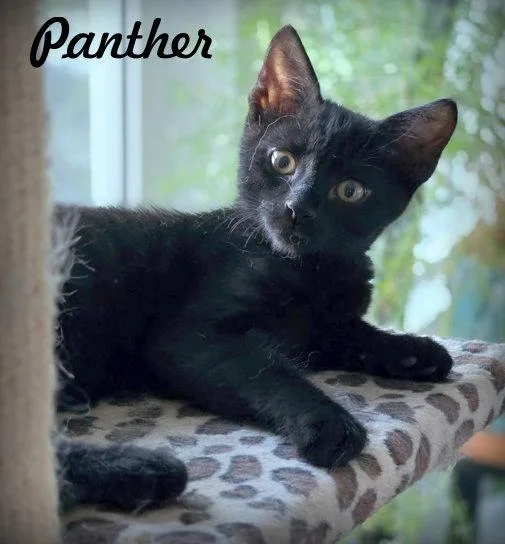 Panther thumbnail 2