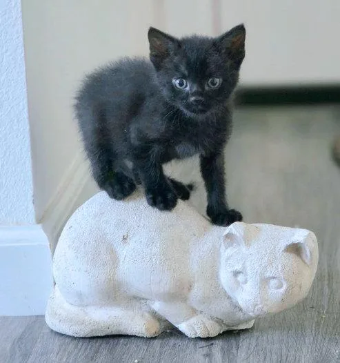 Panther thumbnail 3