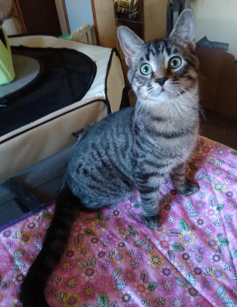 Eddie Jr. thumbnail 2