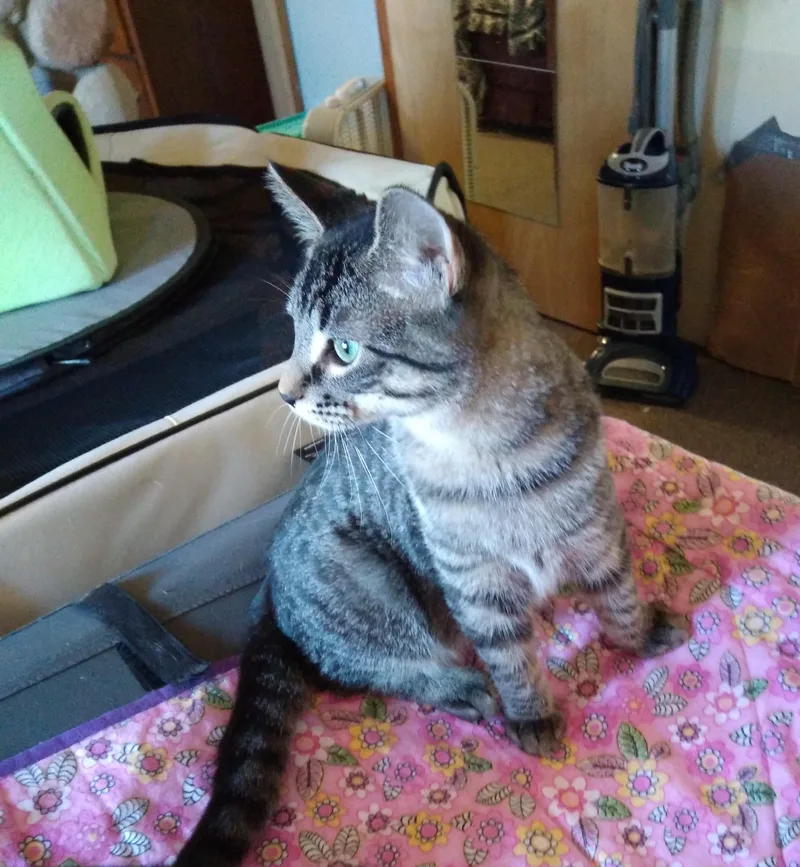 Eddie Jr. thumbnail 3