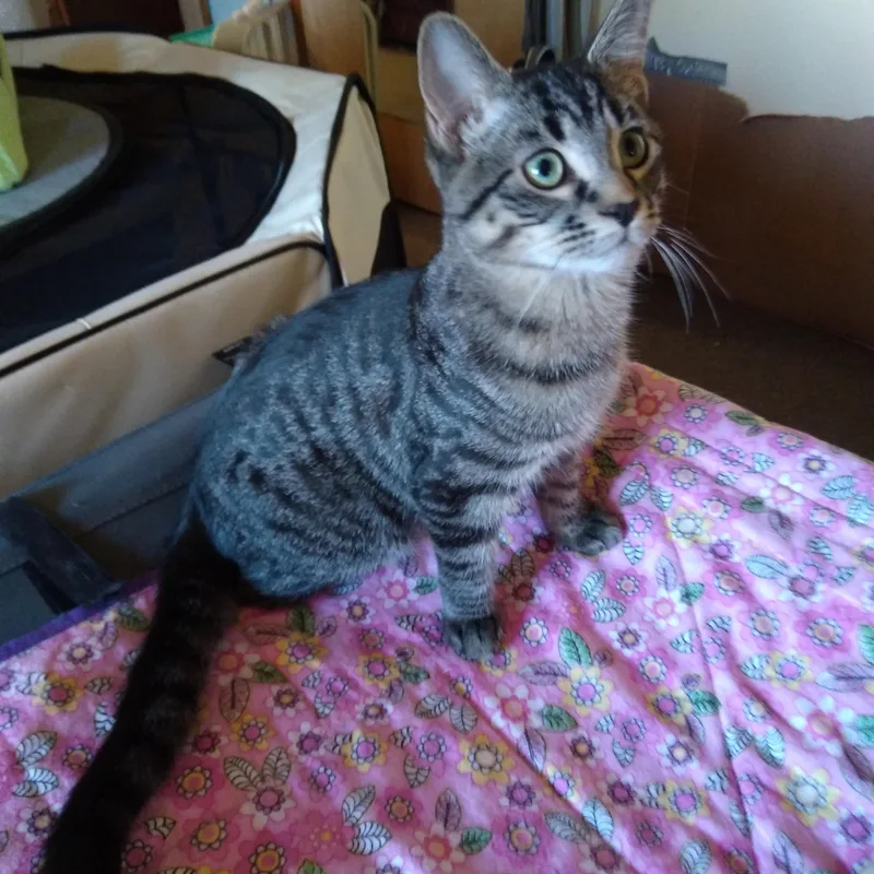 Eddie Jr. thumbnail 4