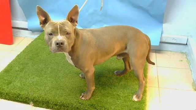A young large-sized male Pit Bull Terrier dog named Rambo for adoption in Gardena, CA