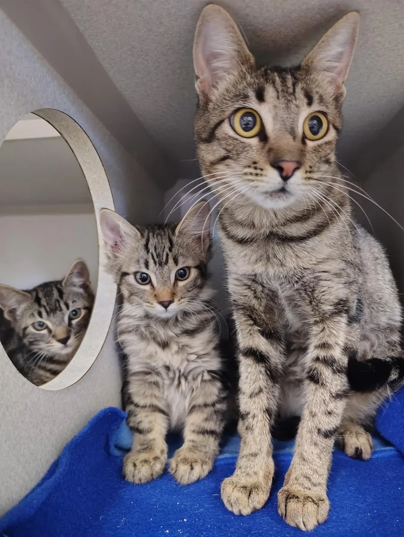 A young medium-sized female Domestic Short Hair cat named Brenda for adoption in Lincoln, CA