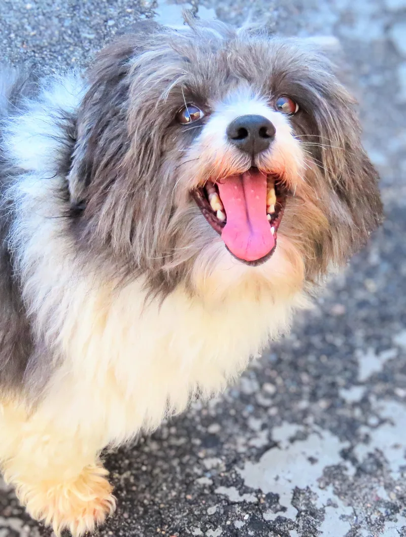 An adult small-sized male Black Shih Tzu dog named Greystone for adoption in Amityville, NY