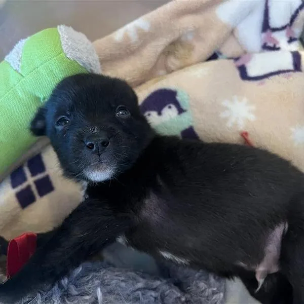 A baby medium-sized male Shepherd dog named Casaba for adoption in Las Vegas, NV