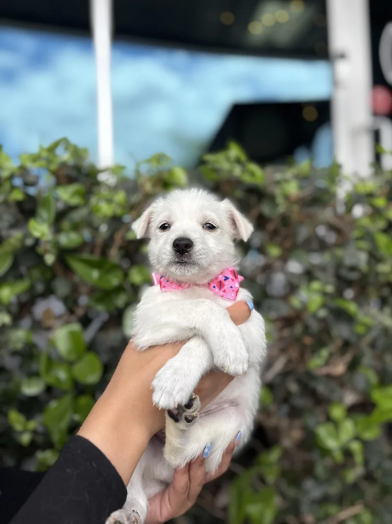 A baby medium-sized male Poodle dog named George for adoption in South El Monte, CA