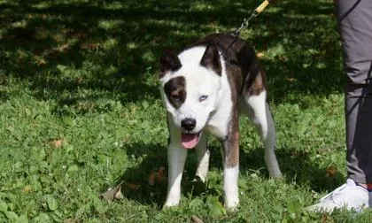 An adult medium-sized male Mixed Breed dog named Clark for adoption in West Chester, PA