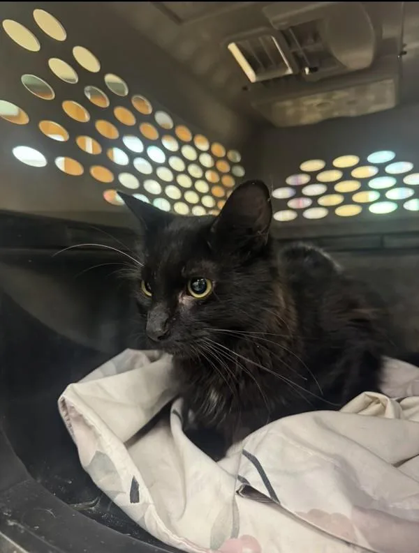 A young small-sized male Domestic Short Hair cat named Valve for adoption in Virginia Beach, VA