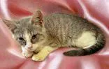 A young medium-sized female Gray / Blue / Silver Domestic Short Hair cat named Freida for adoption in Portsmouth, OH