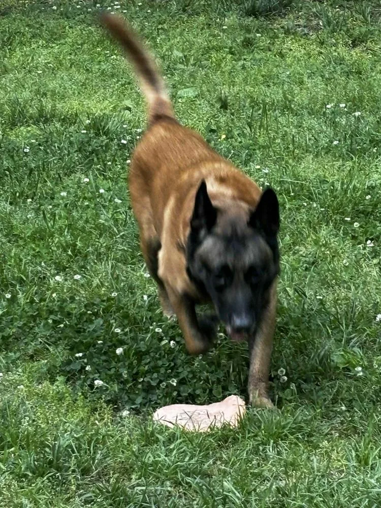 An adult large-sized male Tricolor (Brown, Black, & White) Belgian Shepherd / Malinois dog named Kuno for adoption in Dutton, VA