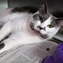 A young small-sized female Domestic Short Hair cat named Josie for adoption in Fairfax, VA