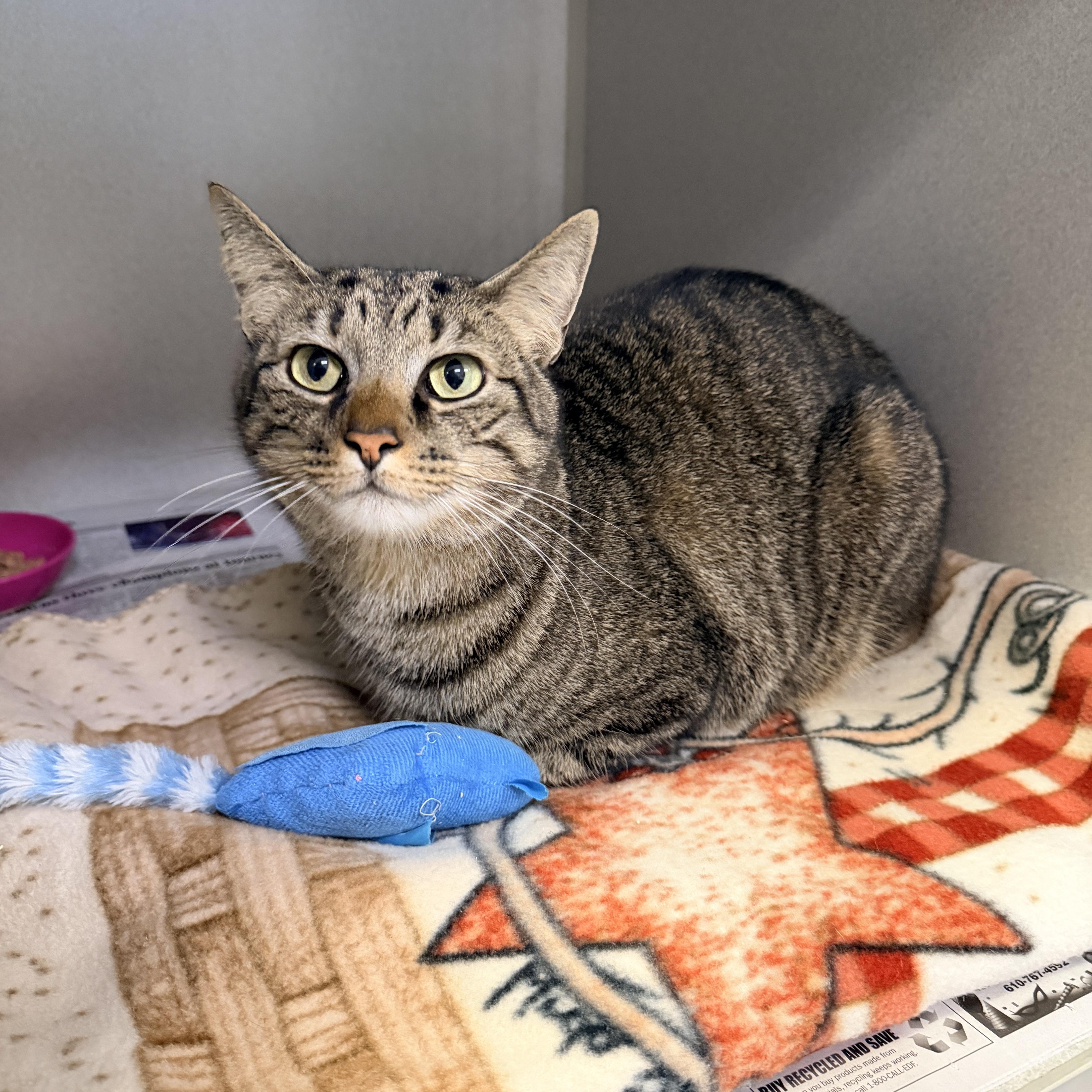 An adult large-sized male Tabby (Brown / Chocolate) Domestic Short Hair cat named Berkley for adoption in Pottsville, PA