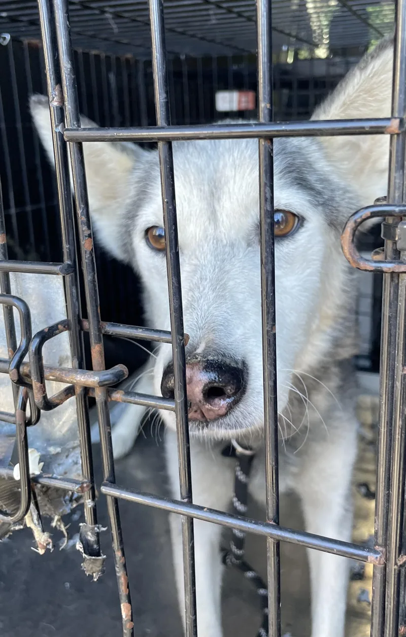 A young medium-sized female Husky dog named Punky HOLD for adoption in Canton, OH
