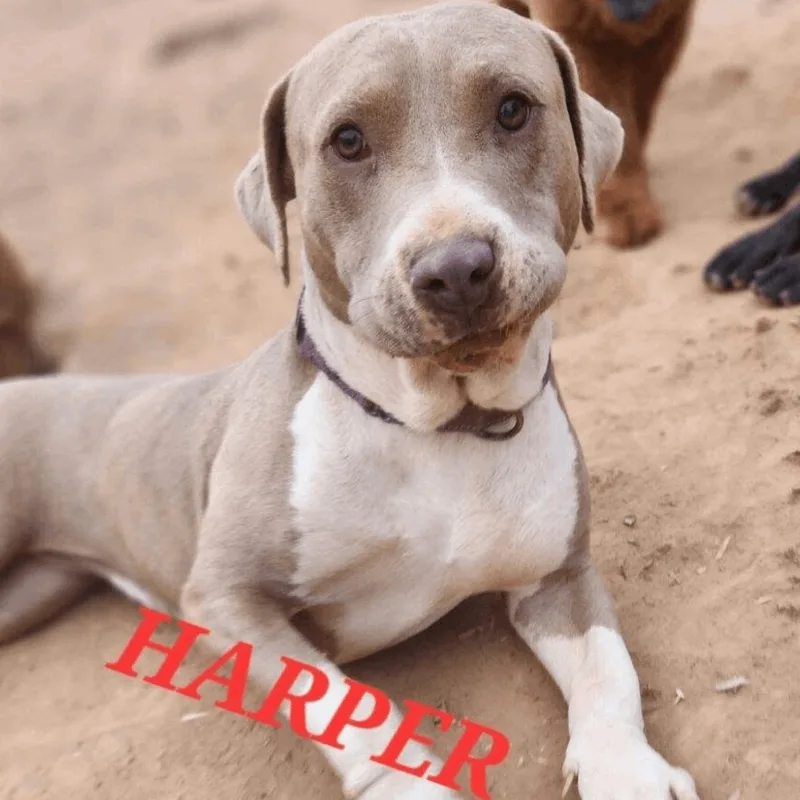 Harper Lee  Needs thumbnail 2