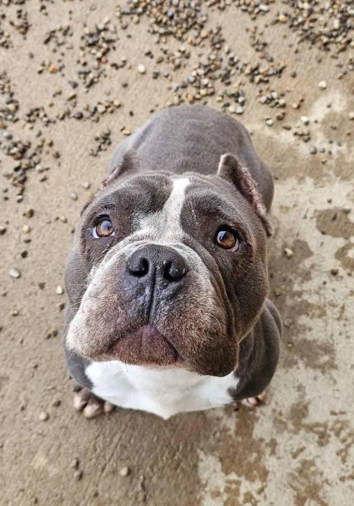 A young medium-sized male Pit Bull Terrier dog named Bayard for adoption in Lima, OH