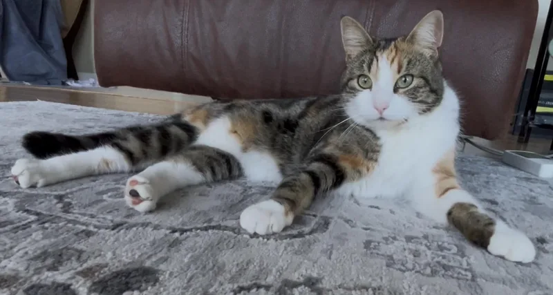 Ginger thumbnail 3