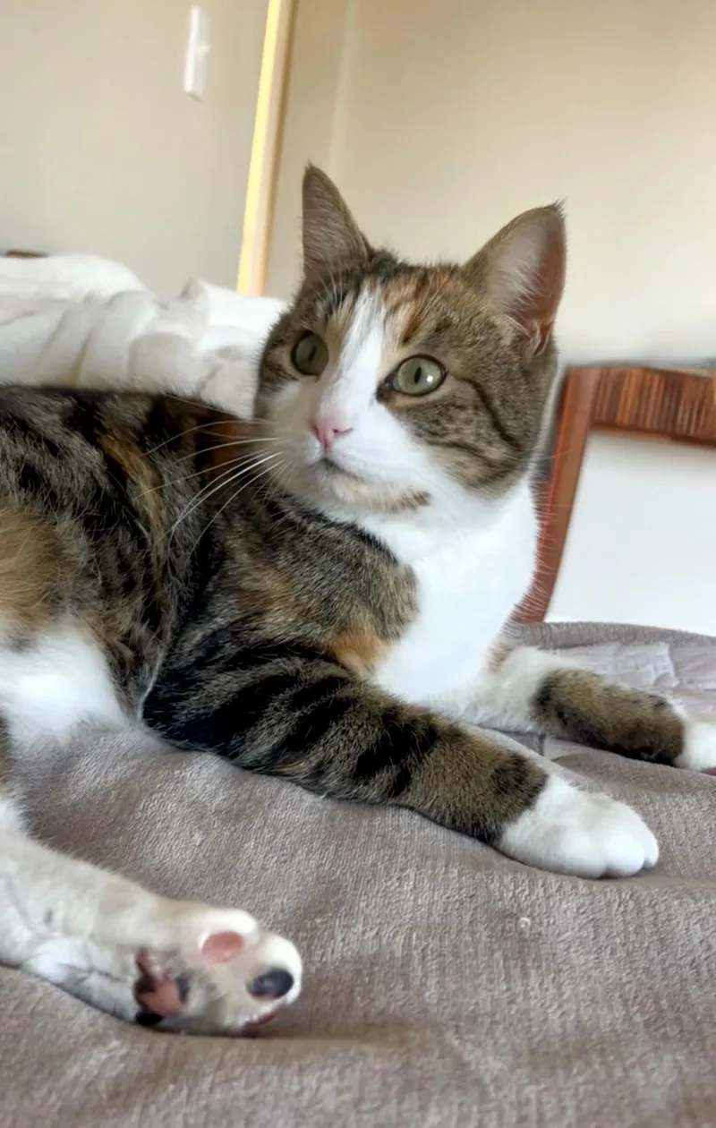 Ginger thumbnail 4