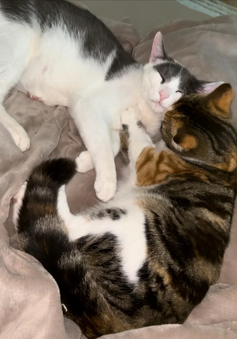 Ginger thumbnail 5