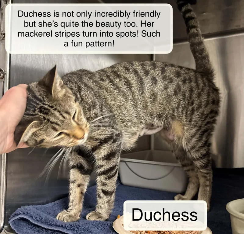 An adult medium-sized female Tabby (Brown / Chocolate) Domestic Short Hair cat named Duchess for adoption in Ellicott City, MD
