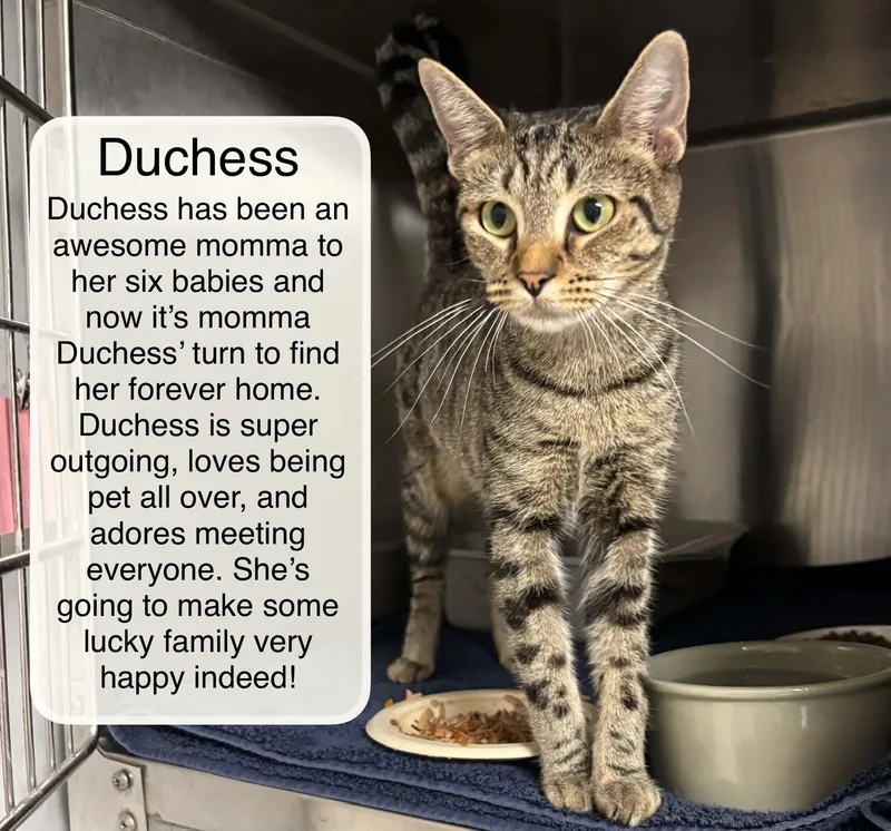 Duchess thumbnail 3