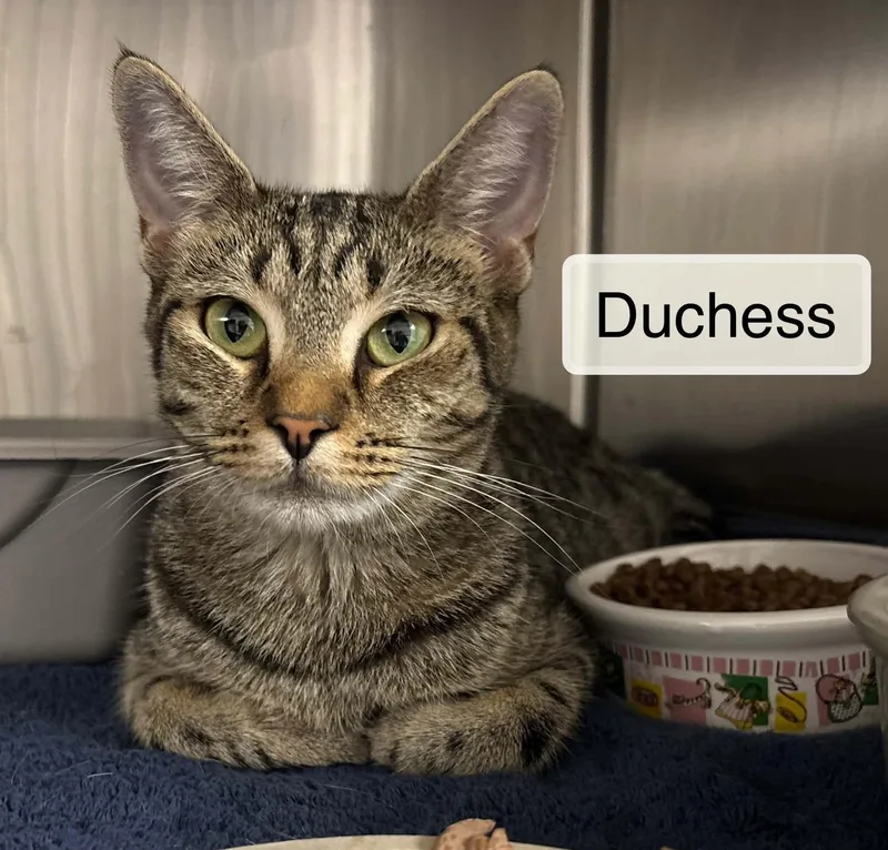 Duchess thumbnail 4